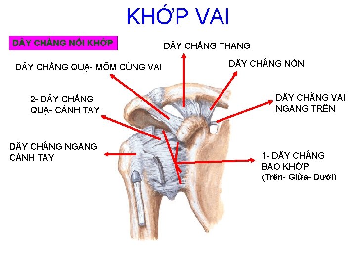 KHỚP VAI D Y CHẰNG NỐI KHỚP D Y CHẰNG QUẠ- MÕM CÙNG VAI