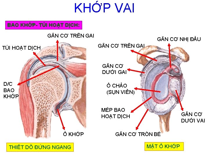 KHỚP VAI BAO KHỚP- TÚI HOẠT DỊCH: G N CƠ TRÊN GAI G N