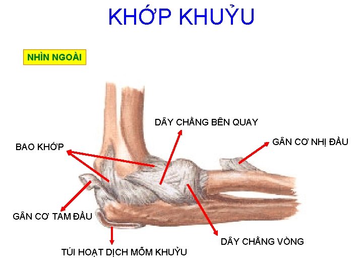 KHỚP KHUỶU NHÌN NGOÀI D Y CHẰNG BÊN QUAY BAO KHỚP G N CƠ