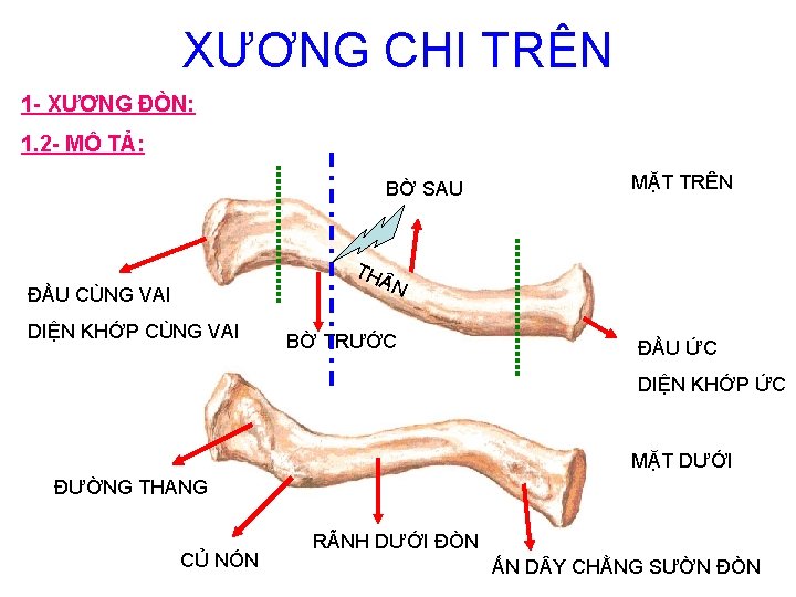 XƯƠNG CHI TRÊN 1 - XƯƠNG ĐÒN: 1. 2 - MÔ TẢ: BỜ SAU