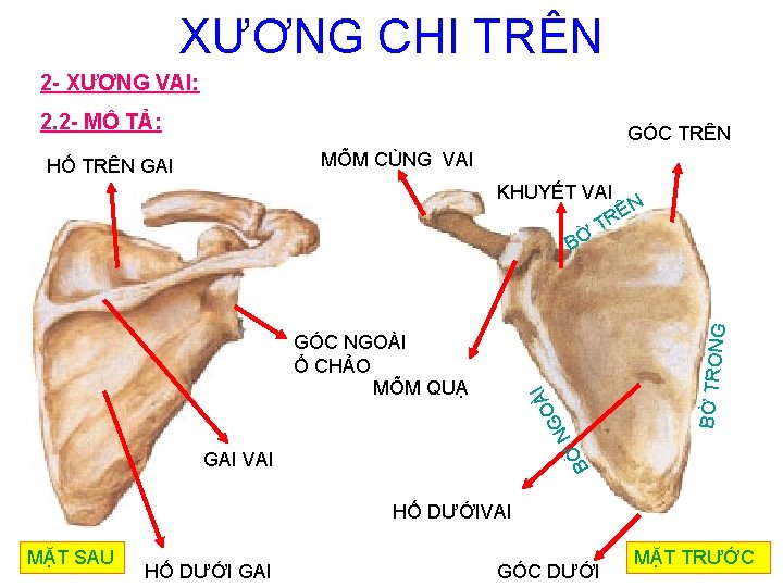 XƯƠNG CHI TRÊN 2 - XƯƠNG VAI: 2. 2 - MÔ TẢ: GÓC TRÊN