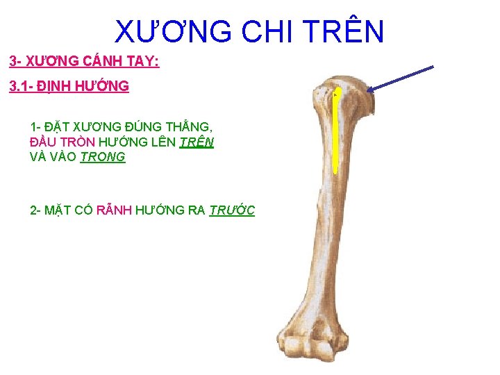 XƯƠNG CHI TRÊN 3 - XƯƠNG CÁNH TAY: 3. 1 - ĐỊNH HƯỚNG 1