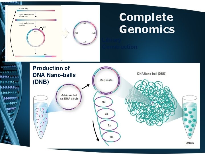 Complete Genomics Library Construction Production of DNA Nano-balls (DNB) 