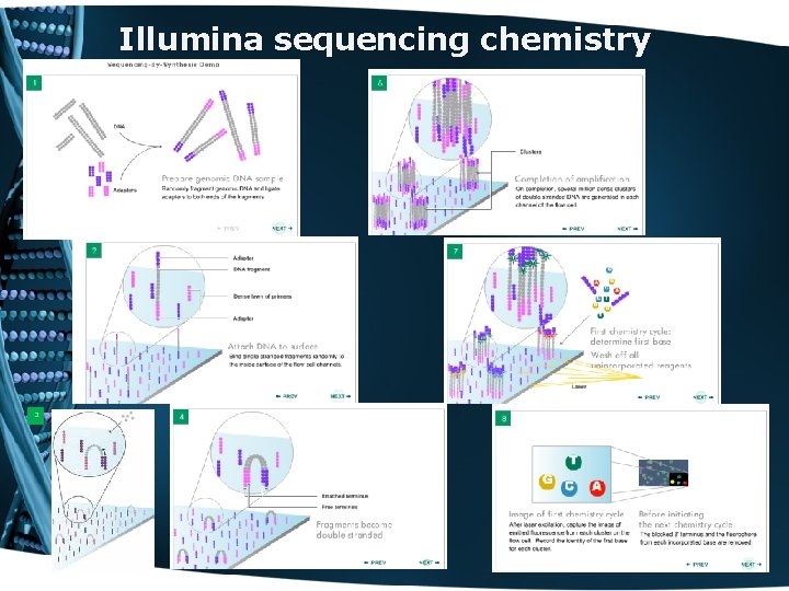 Illumina sequencing chemistry 3 