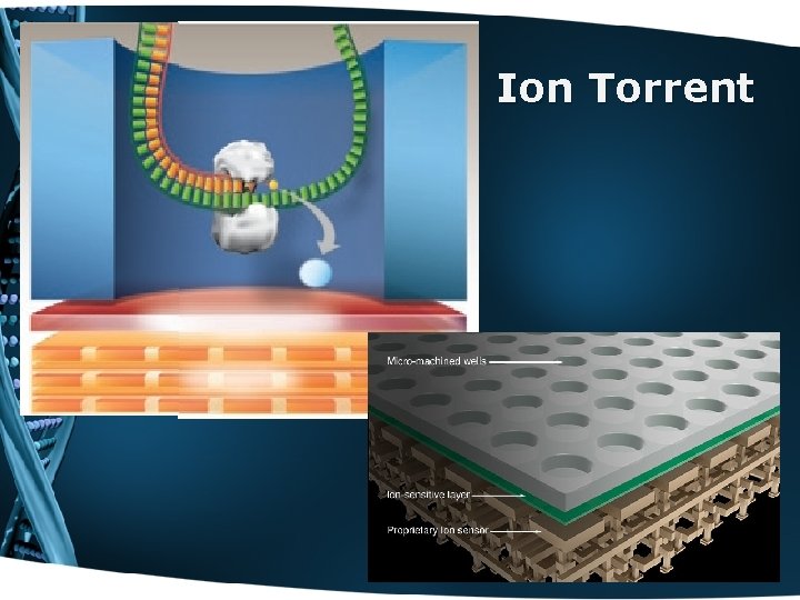 Ion Torrent 