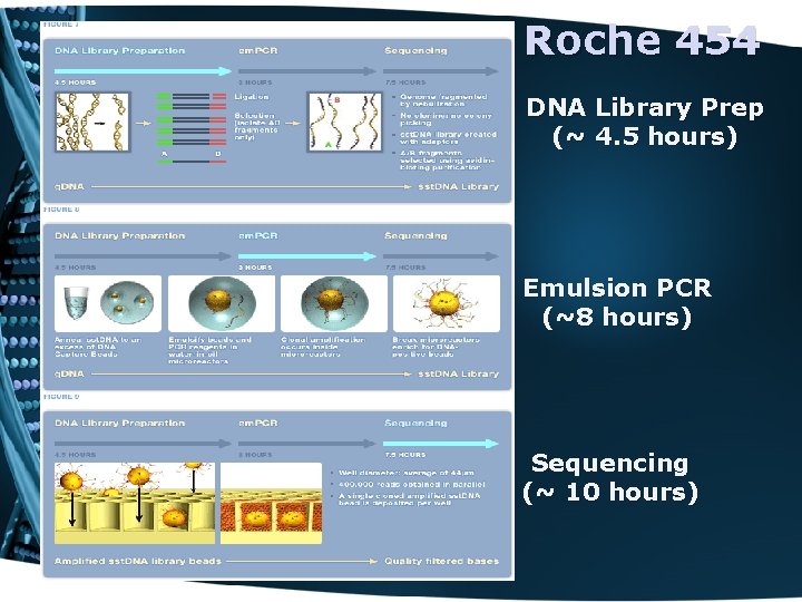 Roche 454 DNA Library Prep (~ 4. 5 hours) Emulsion PCR (~8 hours) Sequencing