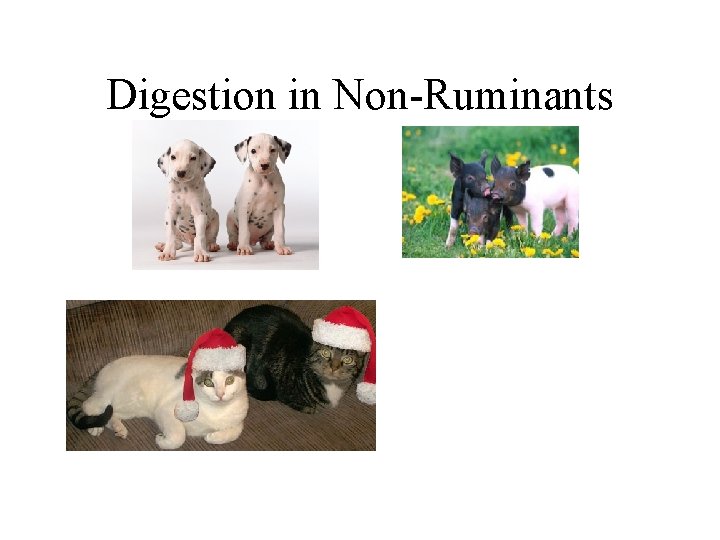 Digestion in Non-Ruminants Digestion in Non-Ruminants