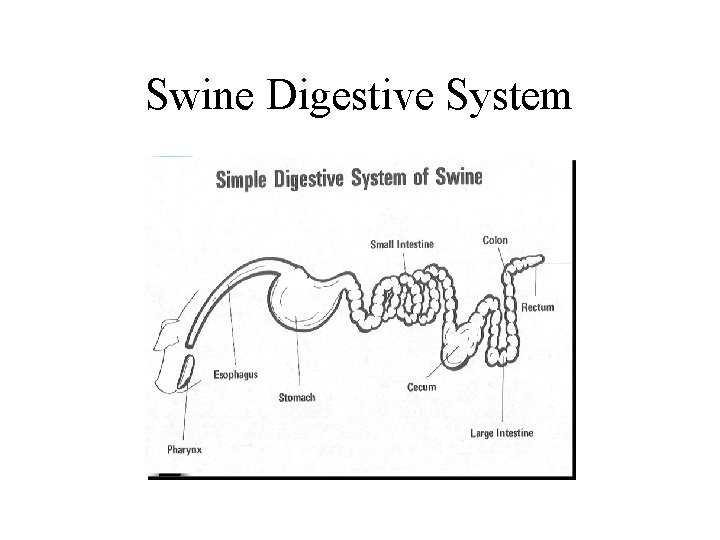 Swine Digestive System 