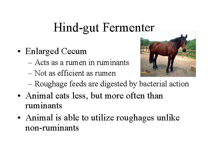 Hind-gut Fermenter • Enlarged Cecum – Acts as a rumen in ruminants – Not