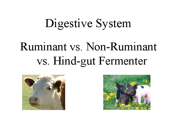 Digestive System Ruminant vs. Non-Ruminant vs. Hind-gut Fermenter Digestive System Ruminant vs. Non-Ruminant vs. Hind-gut Fermenter