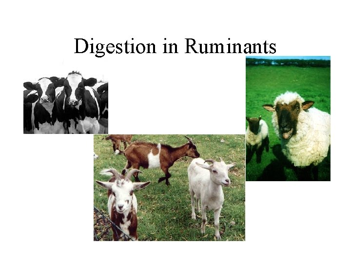 Digestion in Ruminants • 