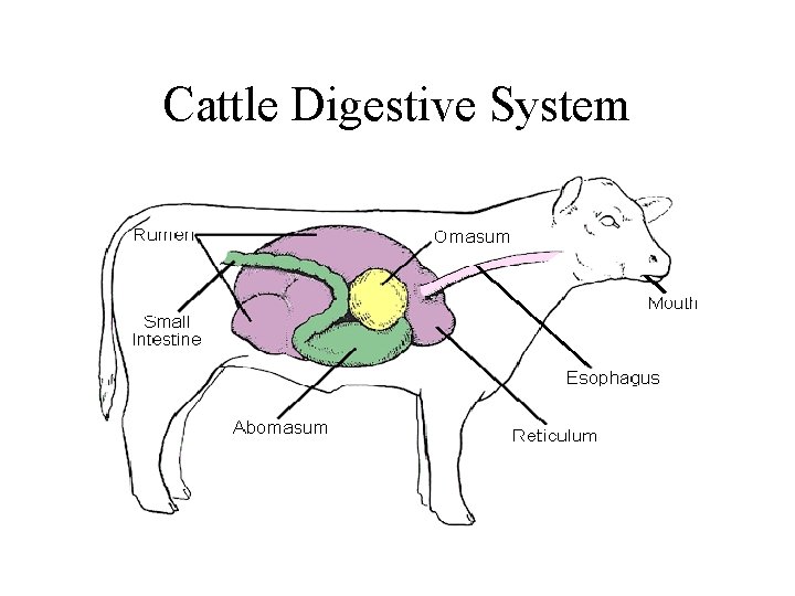 Cattle Digestive System Cattle Digestive System