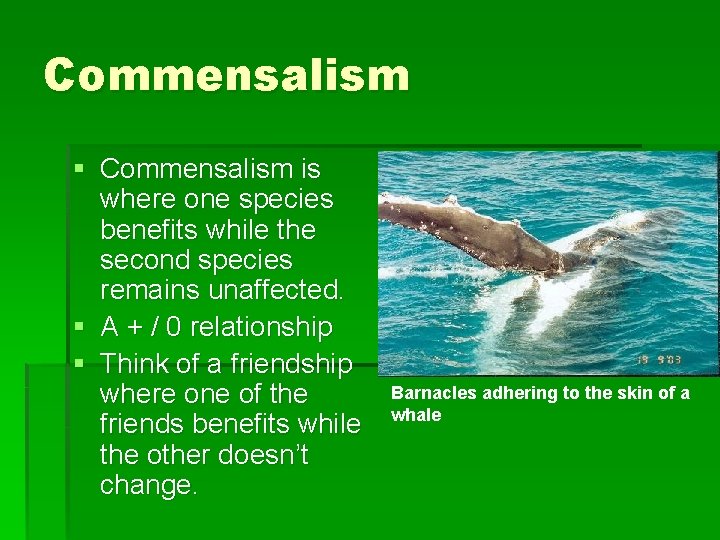 Commensalism § Commensalism is where one species benefits while the second species remains unaffected.