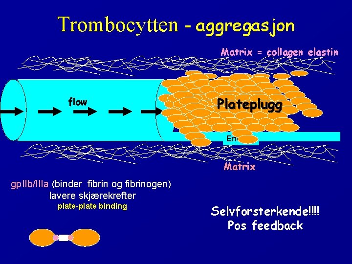 Trombocytten - aggregasjon Matrix = collagen elastin flow Plateplugg Endotel Matrix gp. IIb/IIIa (binder