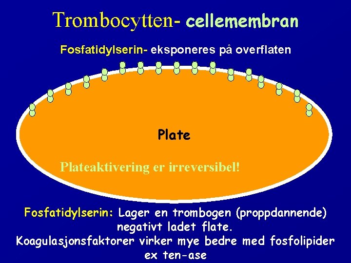 Trombocytten- cellemembran Fosfatidylserin- eksponeres på overflaten Plateaktivering er irreversibel! Fosfatidylserin: Lager en trombogen (proppdannende)