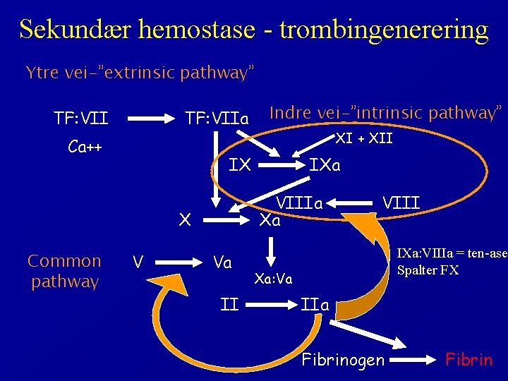 Sekundær hemostase - trombingenerering Ytre vei-”extrinsic pathway” TF: VIIa Ca++ XII IX V IXa