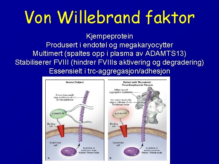 Von Willebrand faktor Kjempeprotein Produsert i endotel og megakaryocytter Multimert (spaltes opp i plasma