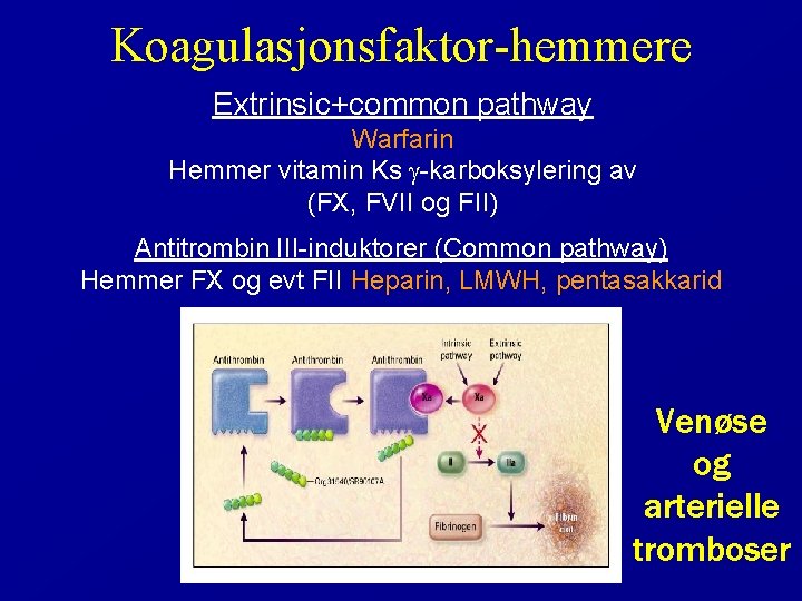 Koagulasjonsfaktor-hemmere Extrinsic+common pathway Warfarin Hemmer vitamin Ks -karboksylering av (FX, FVII og FII) Antitrombin