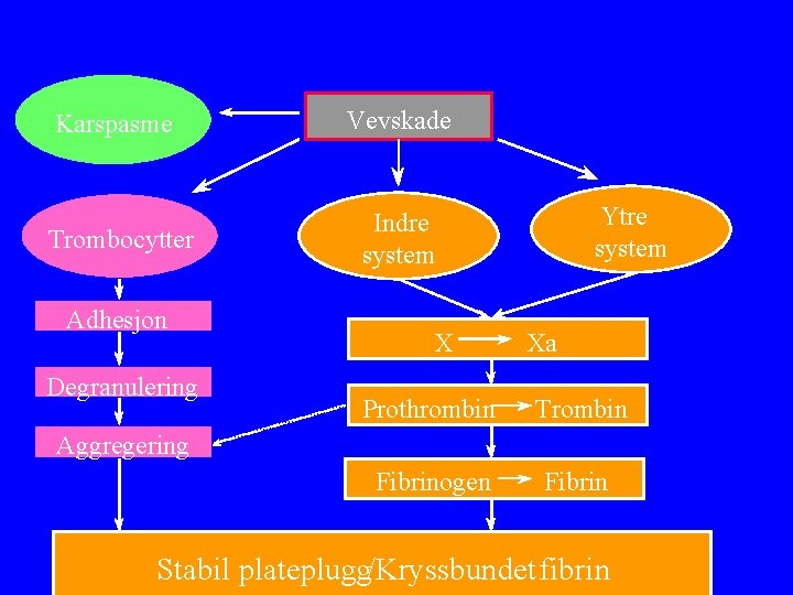 Karspasme Vevskade Trombocytter Indre system Adhesjon Degranulering X Ytre system Xa Prothrombin Trombin Fibrinogen