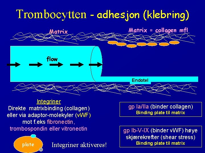 Trombocytten - adhesjon (klebring) Matrix = collagen mfl flow Endotel Integriner Direkte matrixbinding (collagen)