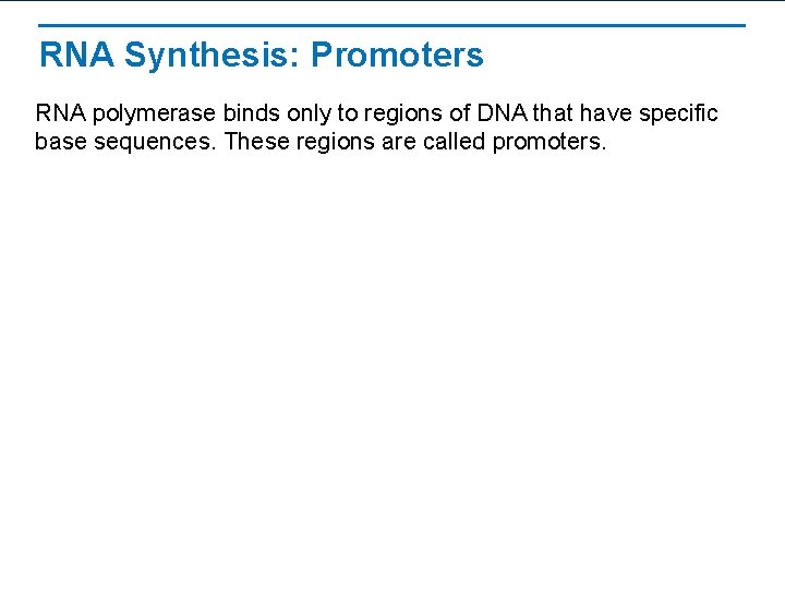 RNA Synthesis: Promoters RNA polymerase binds only to regions of DNA that have specific