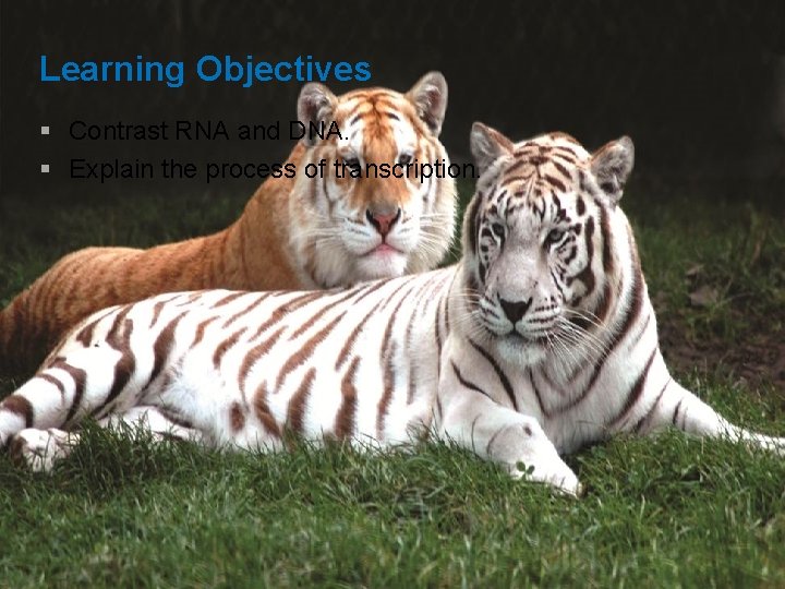 Learning Objectives § Contrast RNA and DNA. § Explain the process of transcription. 