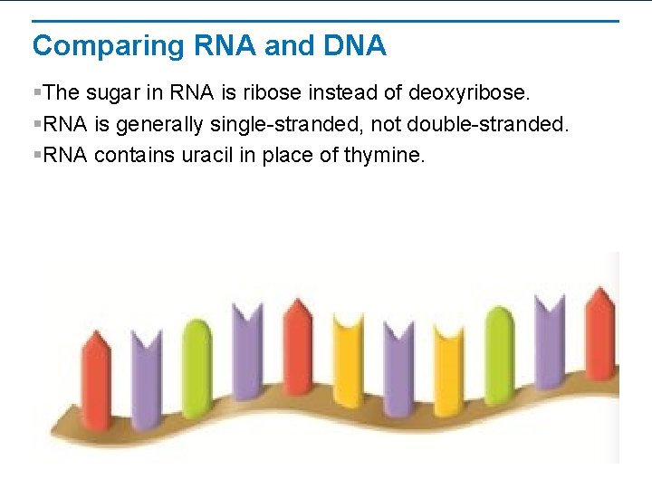 Comparing RNA and DNA §The sugar in RNA is ribose instead of deoxyribose. §RNA