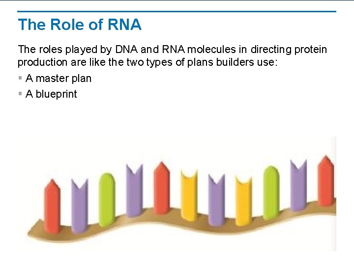 The Role of RNA The roles played by DNA and RNA molecules in directing