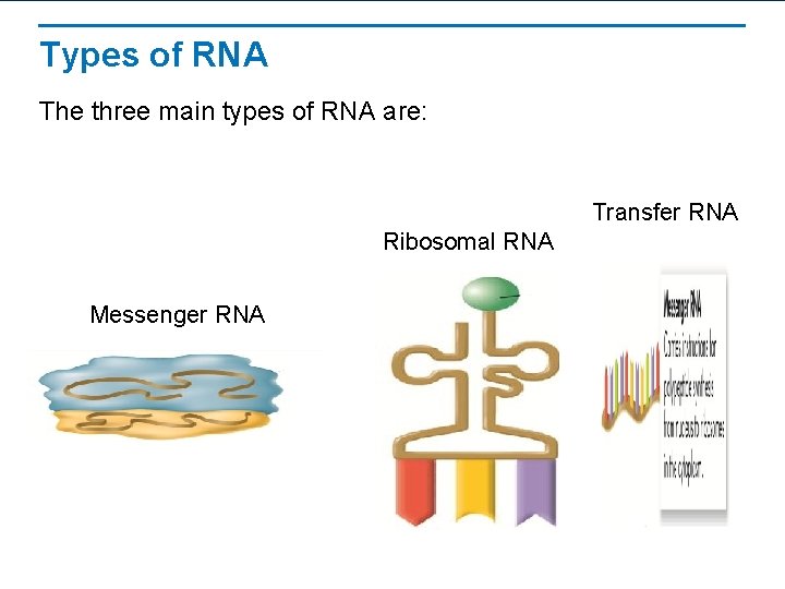 Types of RNA The three main types of RNA are: Transfer RNA Ribosomal RNA