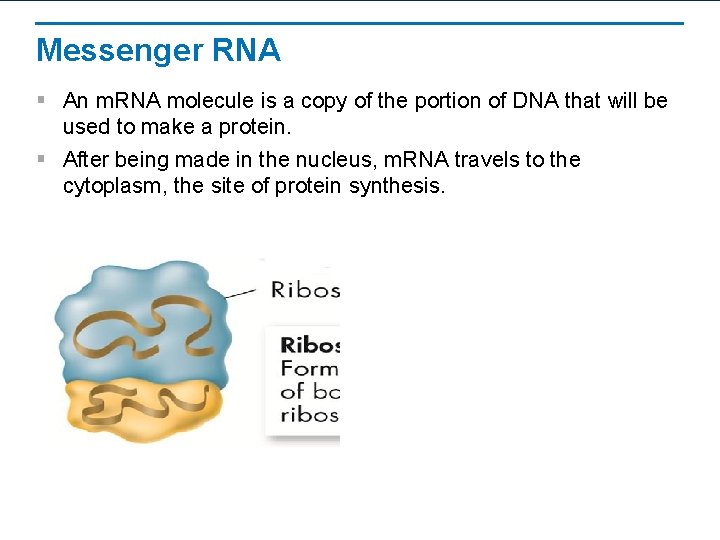 Messenger RNA § An m. RNA molecule is a copy of the portion of