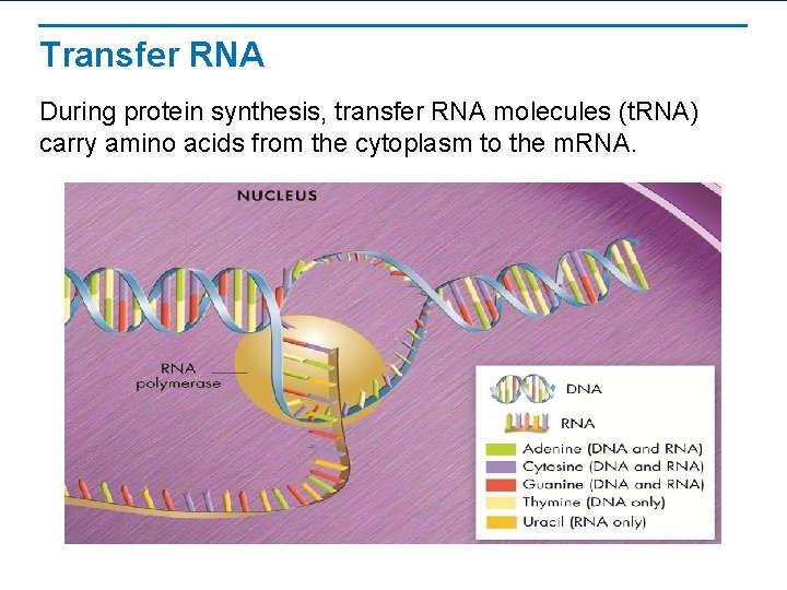 Transfer RNA During protein synthesis, transfer RNA molecules (t. RNA) carry amino acids from