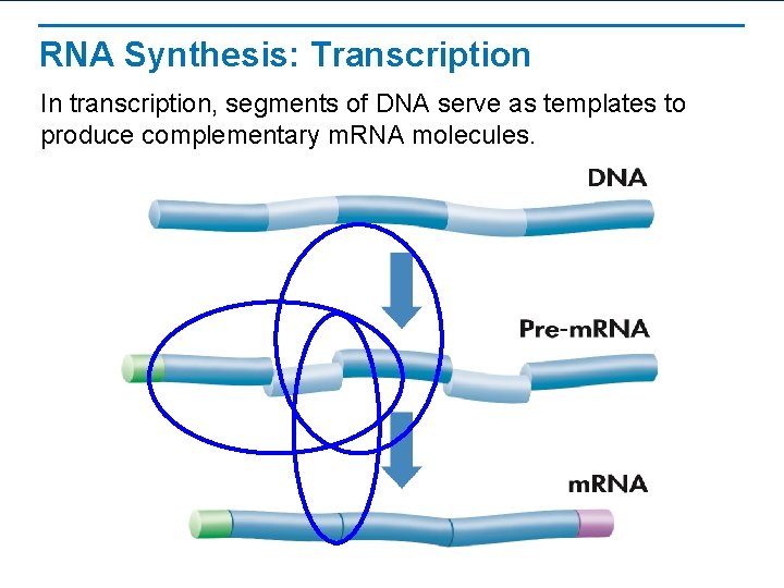 RNA Synthesis: Transcription In transcription, segments of DNA serve as templates to produce complementary