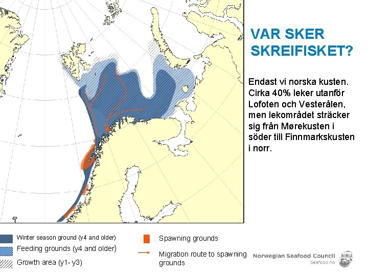 VAR SKER SKREIFISKET? Endast vi norska kusten. Cirka 40% leker utanför Lofoten och Vesterålen,