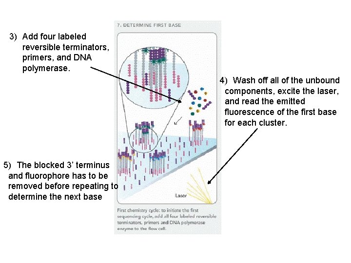 3) Add four labeled reversible terminators, primers, and DNA polymerase. 4) Wash off all