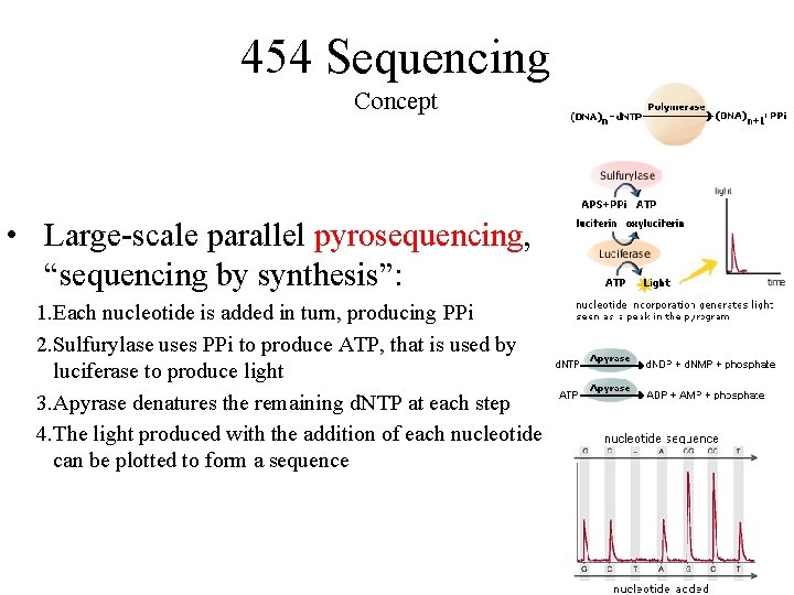 454 Sequencing Concept • Large-scale parallel pyrosequencing, “sequencing by synthesis”: 1. Each nucleotide is