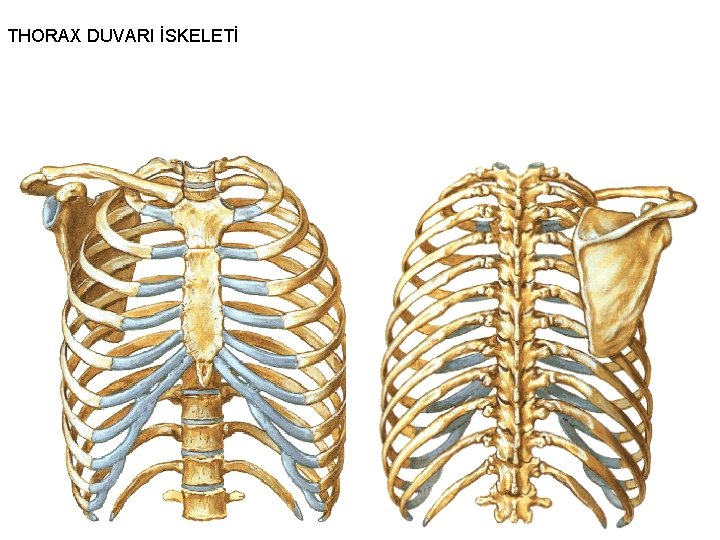 THORAX DUVARI İSKELETİ 