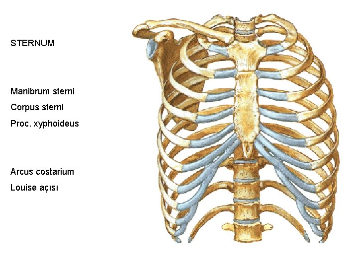 STERNUM Manibrum sterni Corpus sterni Proc. xyphoideus Arcus costarium Louise açısı 