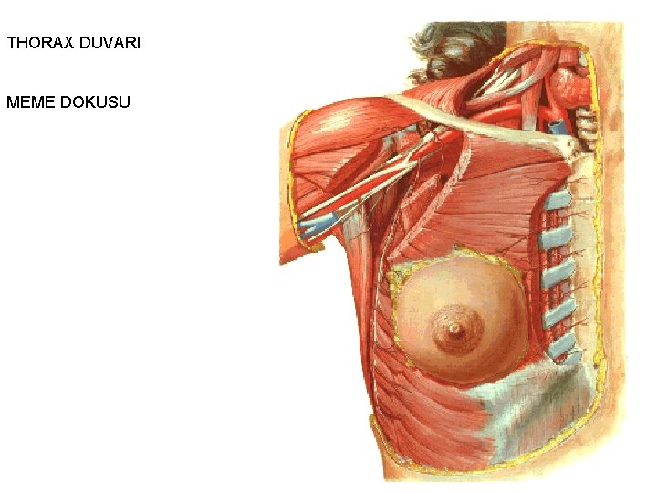 THORAX DUVARI MEME DOKUSU 