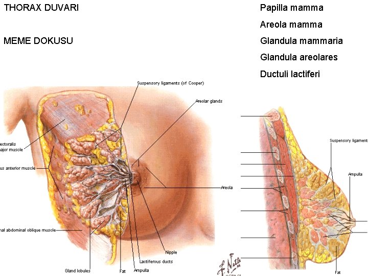 THORAX DUVARI Papilla mamma Areola mamma MEME DOKUSU Glandula mammaria Glandula areolares Ductuli lactiferi