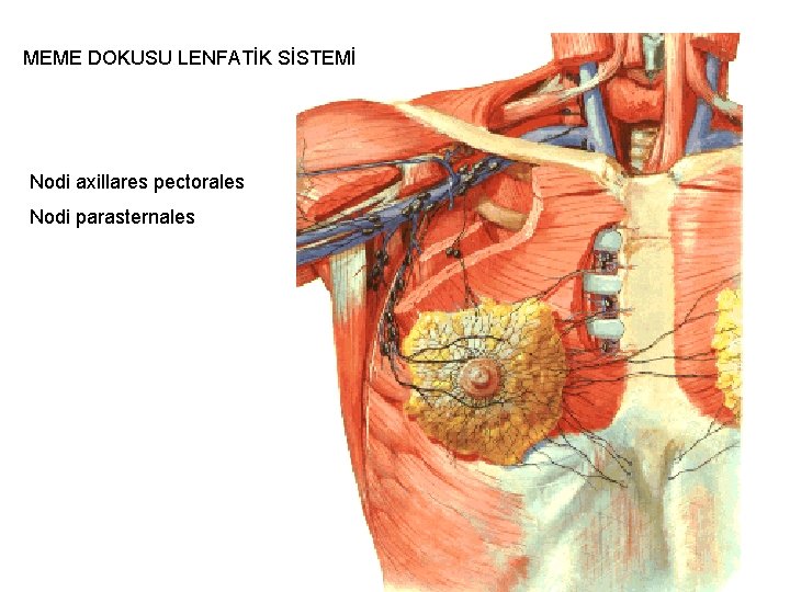 MEME DOKUSU LENFATİK SİSTEMİ Nodi axillares pectorales Nodi parasternales 