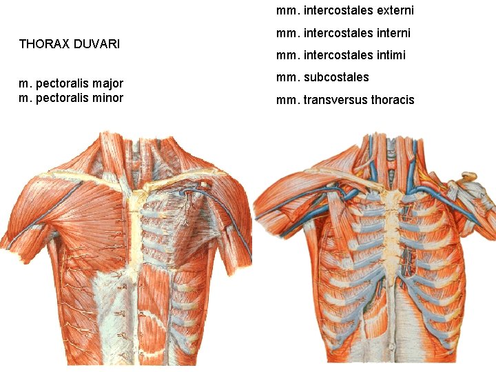 mm. intercostales externi THORAX DUVARI m. pectoralis major m. pectoralis minor mm. intercostales interni