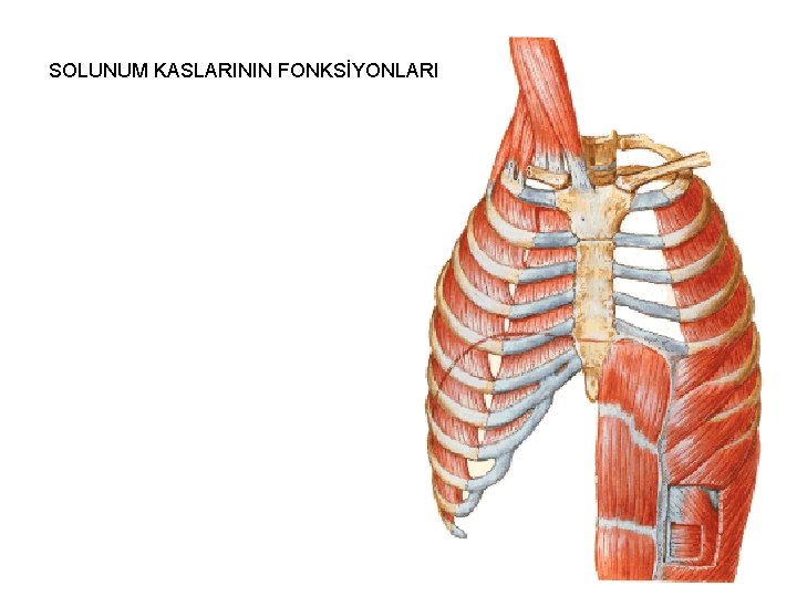 SOLUNUM KASLARININ FONKSİYONLARI 