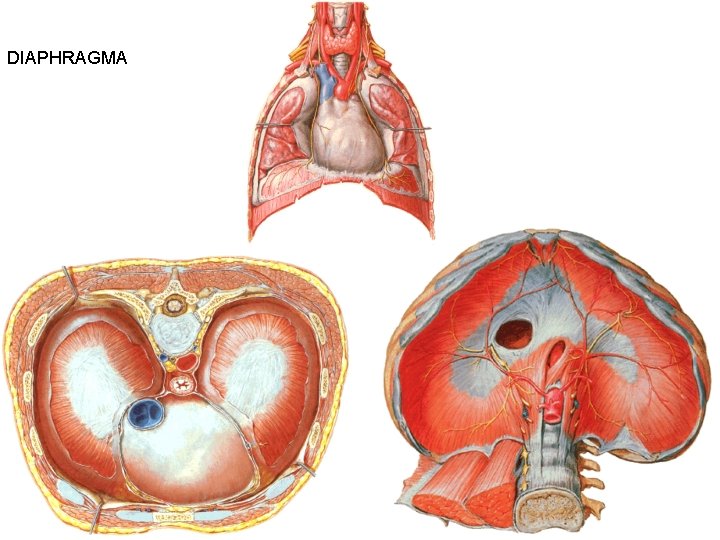 DIAPHRAGMA 