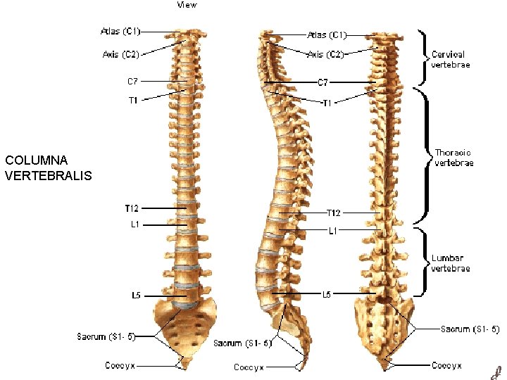 COLUMNA VERTEBRALIS 