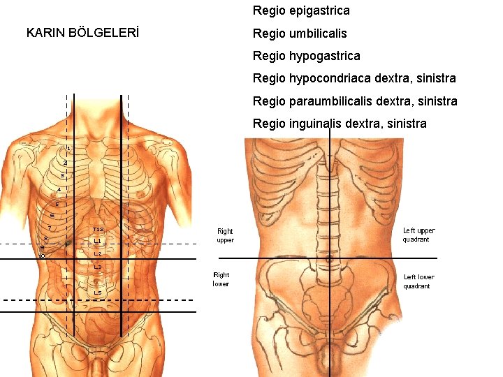 Regio epigastrica KARIN BÖLGELERİ Regio umbilicalis Regio hypogastrica Regio hypocondriaca dextra, sinistra Regio paraumbilicalis