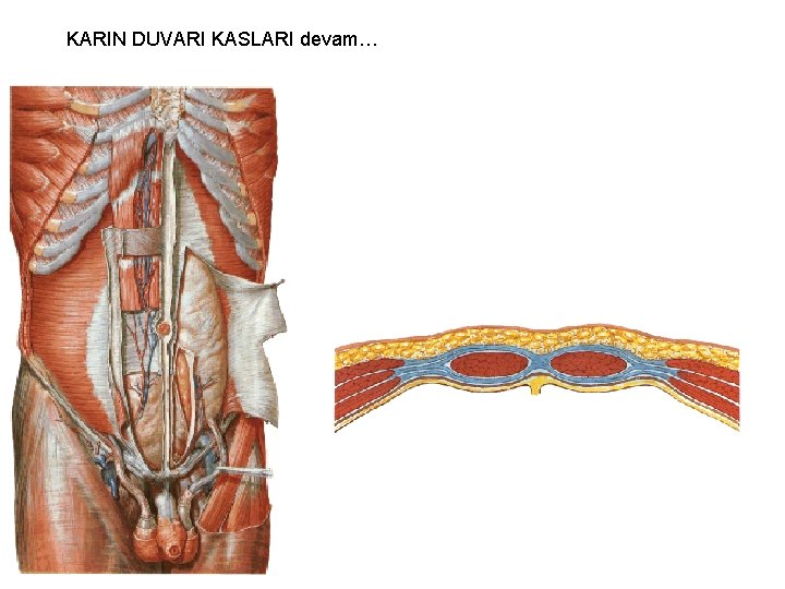 KARIN DUVARI KASLARI devam… 