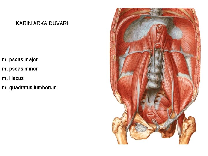 KARIN ARKA DUVARI m. psoas major m. psoas minor m. iliacus m. quadratus lumborum