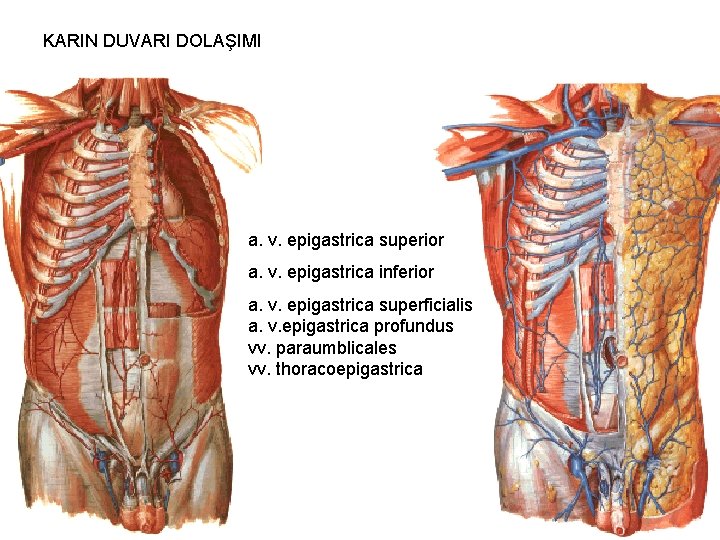 KARIN DUVARI DOLAŞIMI a. v. epigastrica superior a. v. epigastrica inferior a. v. epigastrica