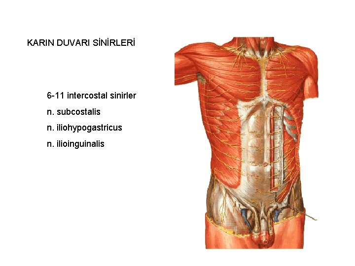 KARIN DUVARI SİNİRLERİ 6 -11 intercostal sinirler n. subcostalis n. iliohypogastricus n. ilioinguinalis 