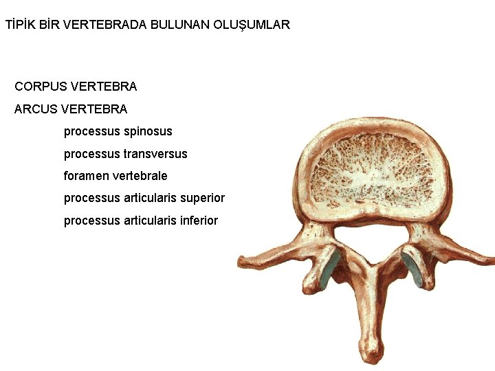 TİPİK BİR VERTEBRADA BULUNAN OLUŞUMLAR CORPUS VERTEBRA ARCUS VERTEBRA processus spinosus processus transversus foramen